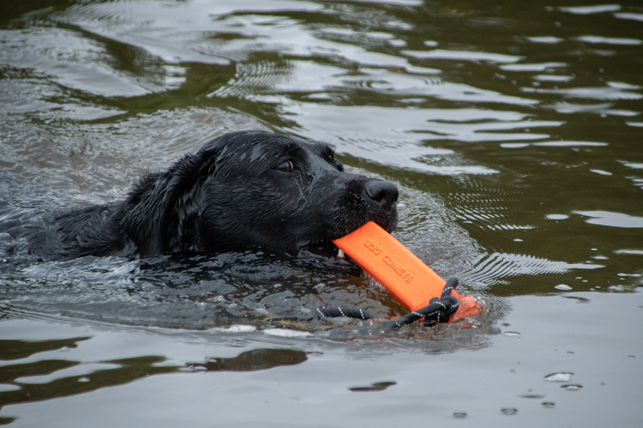 Dog Comets Orion (Dummy) Oranje