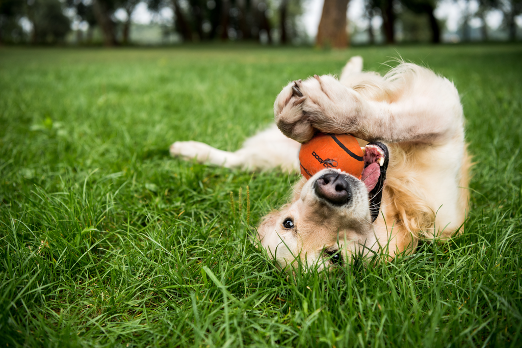 Dog comets Neutron Star Tennisbal met pieper M Roze 1st