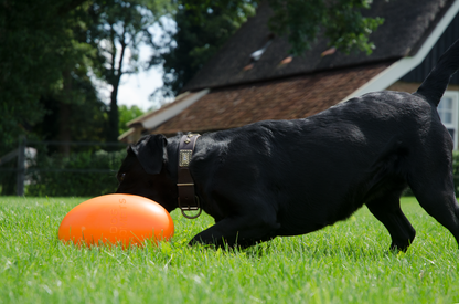 Dog Comets Pan-Stars Oranje M 20cm