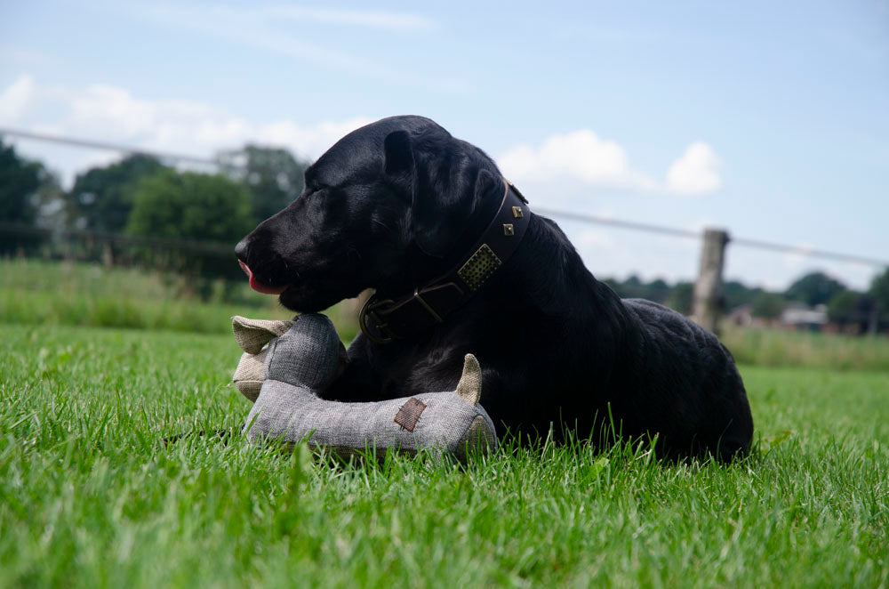 Country Dog Lucky