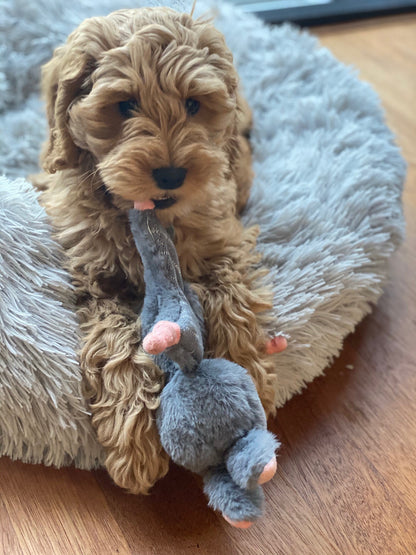 Bunny Puppy Crunchy Knot