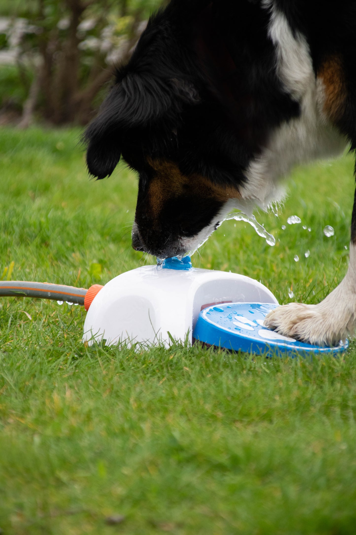 CoolPets Splash Water Fountain