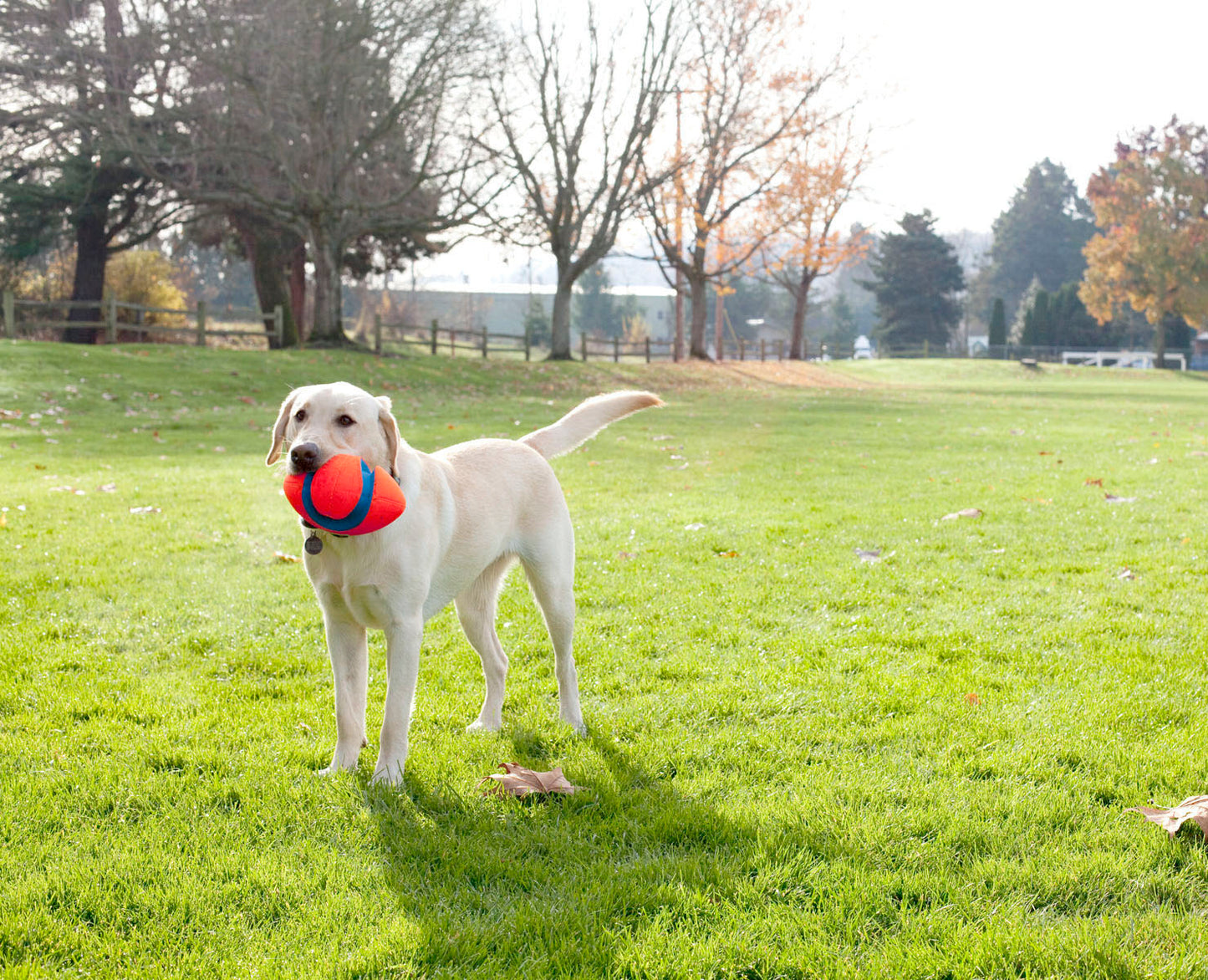 Chuckit Fumble Fetch Small